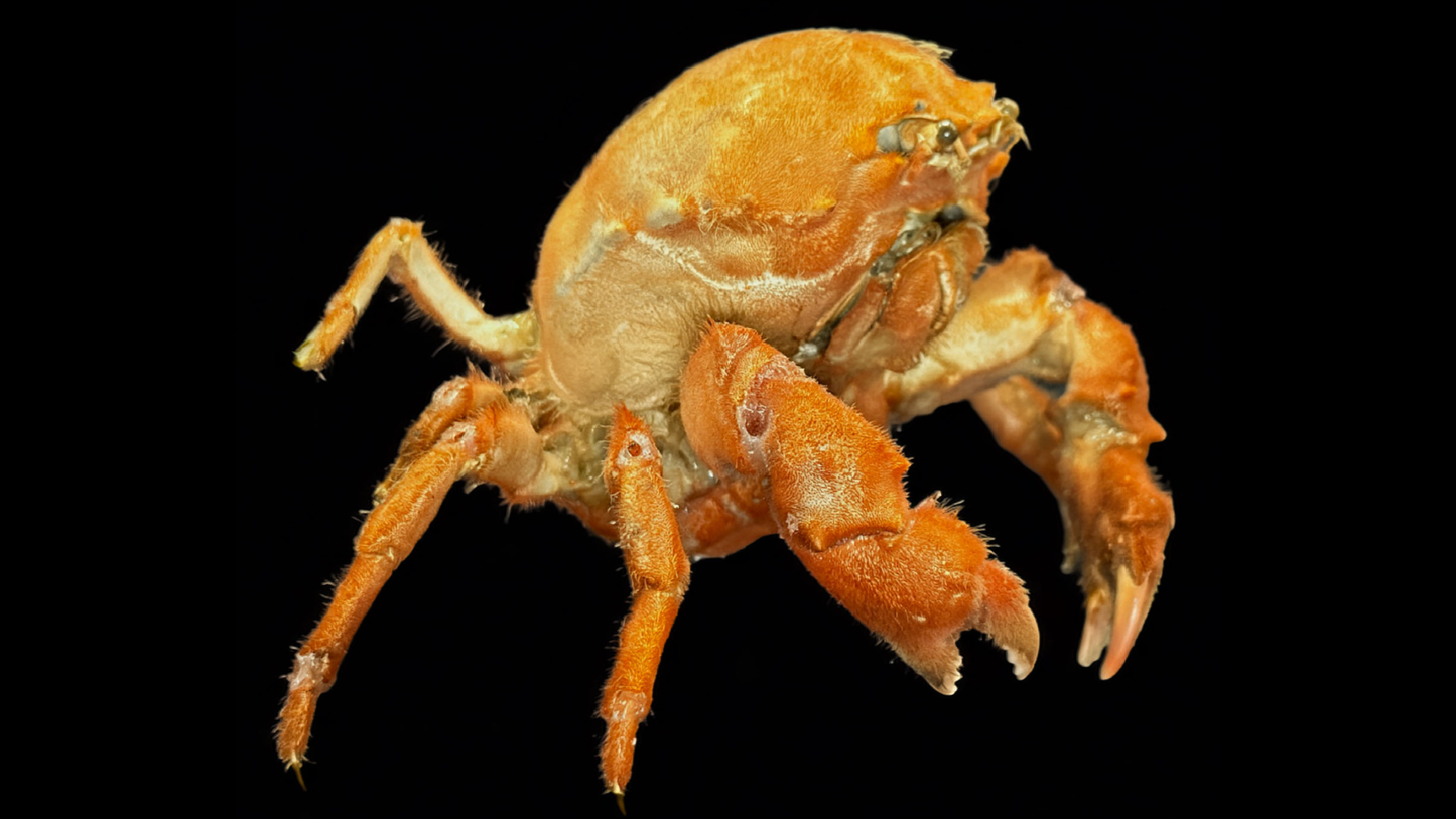 Actumnus squamosus Preserved Crab | Hairy Crab | Rubble-carrying Crab | Real Marine Specimen