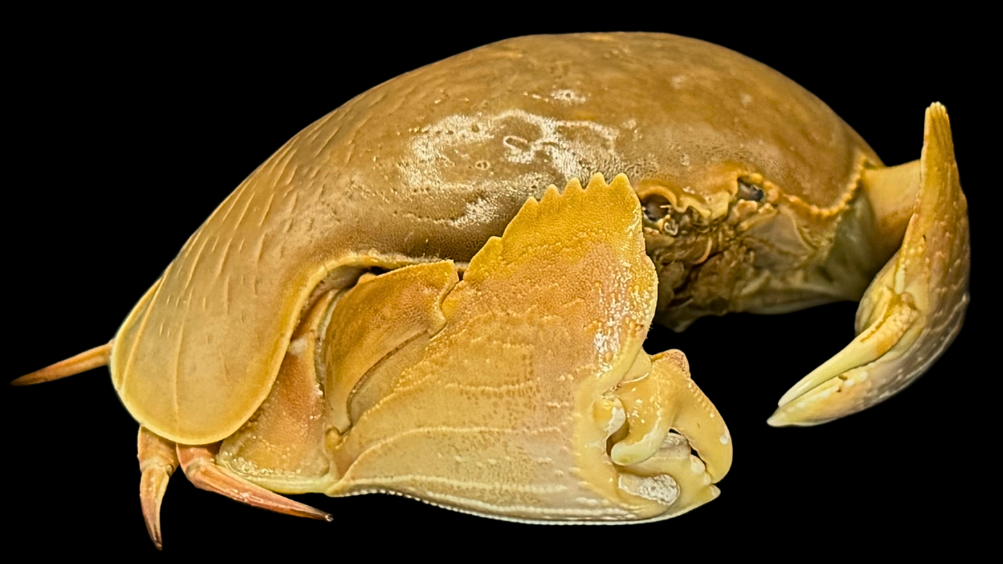 Giant Red-spotted Box Crab (Calappa calappa) | Preserved Crab Specimen | Real Marine Crab