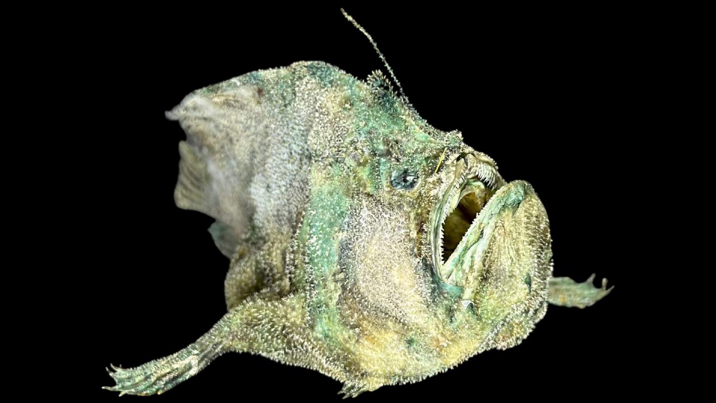 Broadhead Goosefish (Lophiomus setigerus) | Preserved Fish Specimen | Real Anglerfish