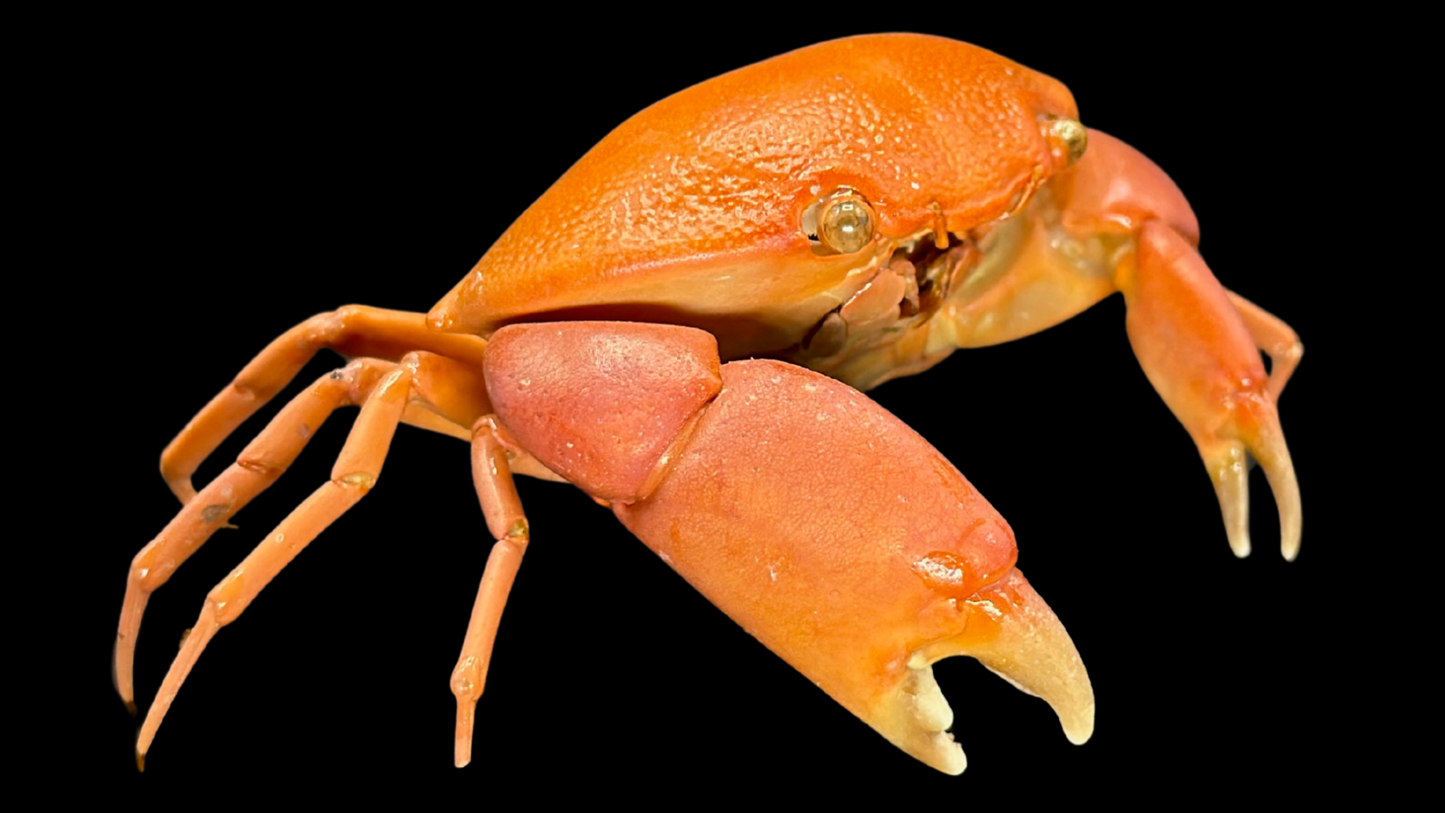 Convex Crab (Carpilius convexus) | Preserved Crab Specimen | Real Marine Crab