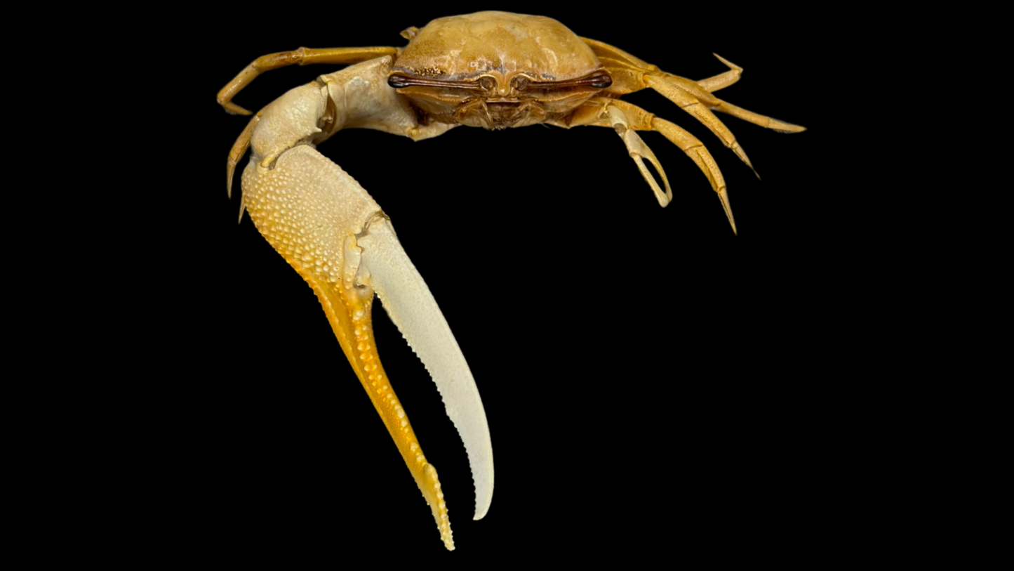 Dussumier's Fiddler Crab (Tubuca dussumieri) | Preserved Crab Specimen | Real Fiddler Crab