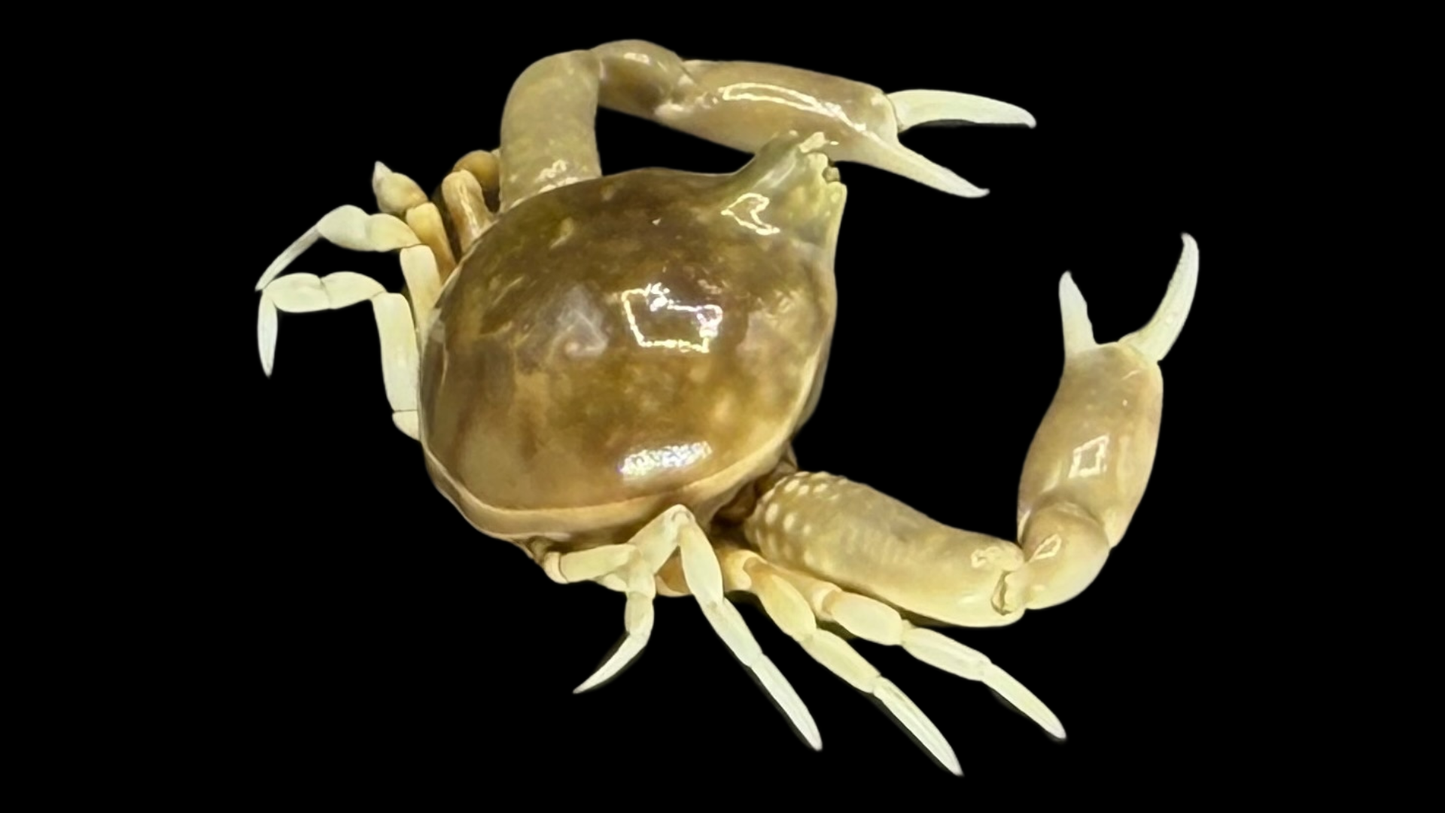Freshwater Crab (Potamonemus sp.) | Preserved Crab Specimen | Real River Crab