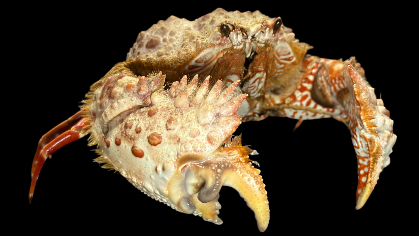 Hairy Crab (Pilumnus etheridgei) | Preserved Crab Specimen | Real Marine Crab