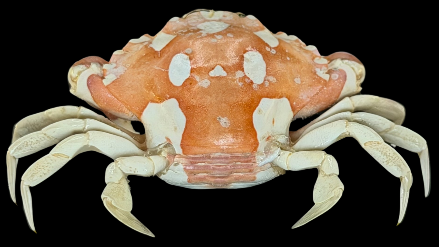 Harlequin Swimming Crab (Lissocarcinus orbicularis) | Preserved Crab Specimen | Real Orbicular Swimming Crab
