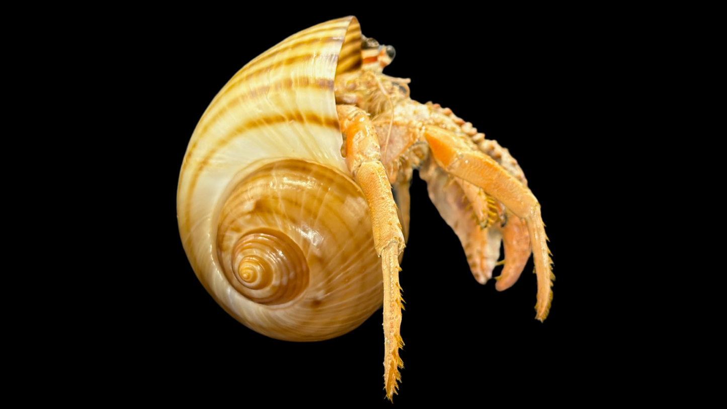 Hermit Crab in Tonna Shell (Paguroidea) | Preserved Crab Specimen | Real Marine Hermit Crab