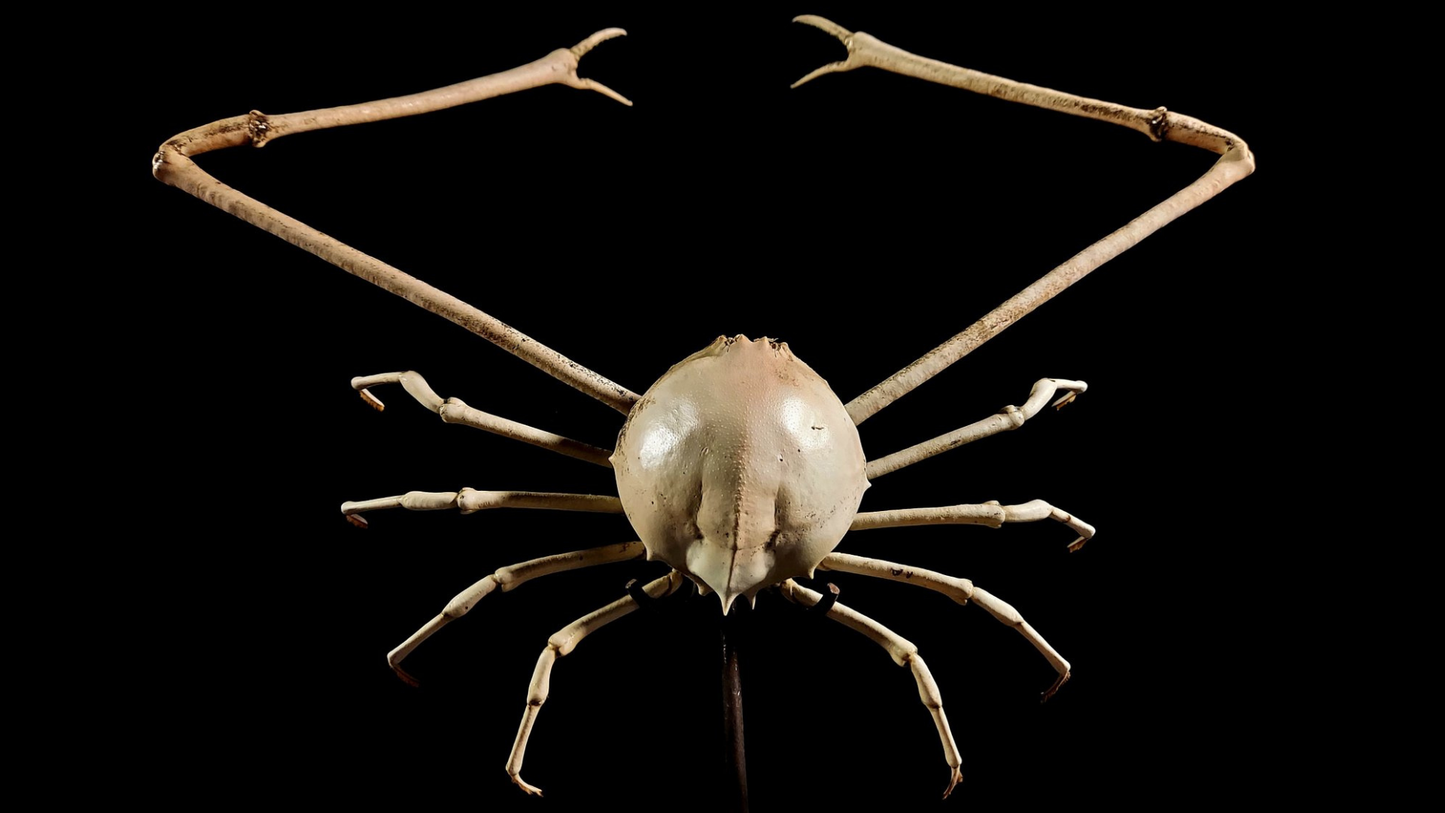 Japanese Spider Crab (Macrocheira kaempferi) | Preserved Crab Specimen | Real Marine Crab