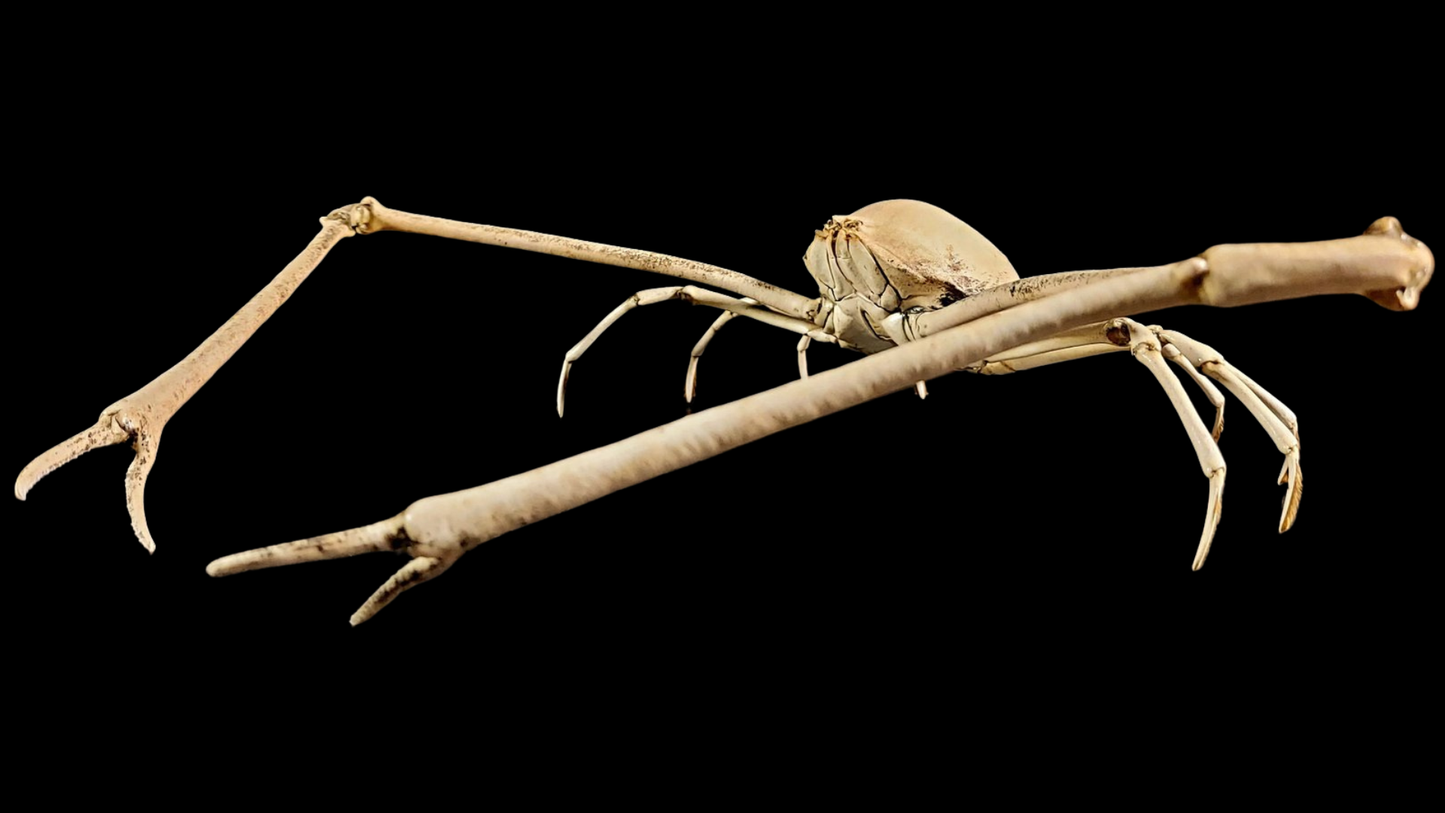 Japanese Spider Crab (Macrocheira kaempferi) | Preserved Crab Specimen | Real Marine Crab