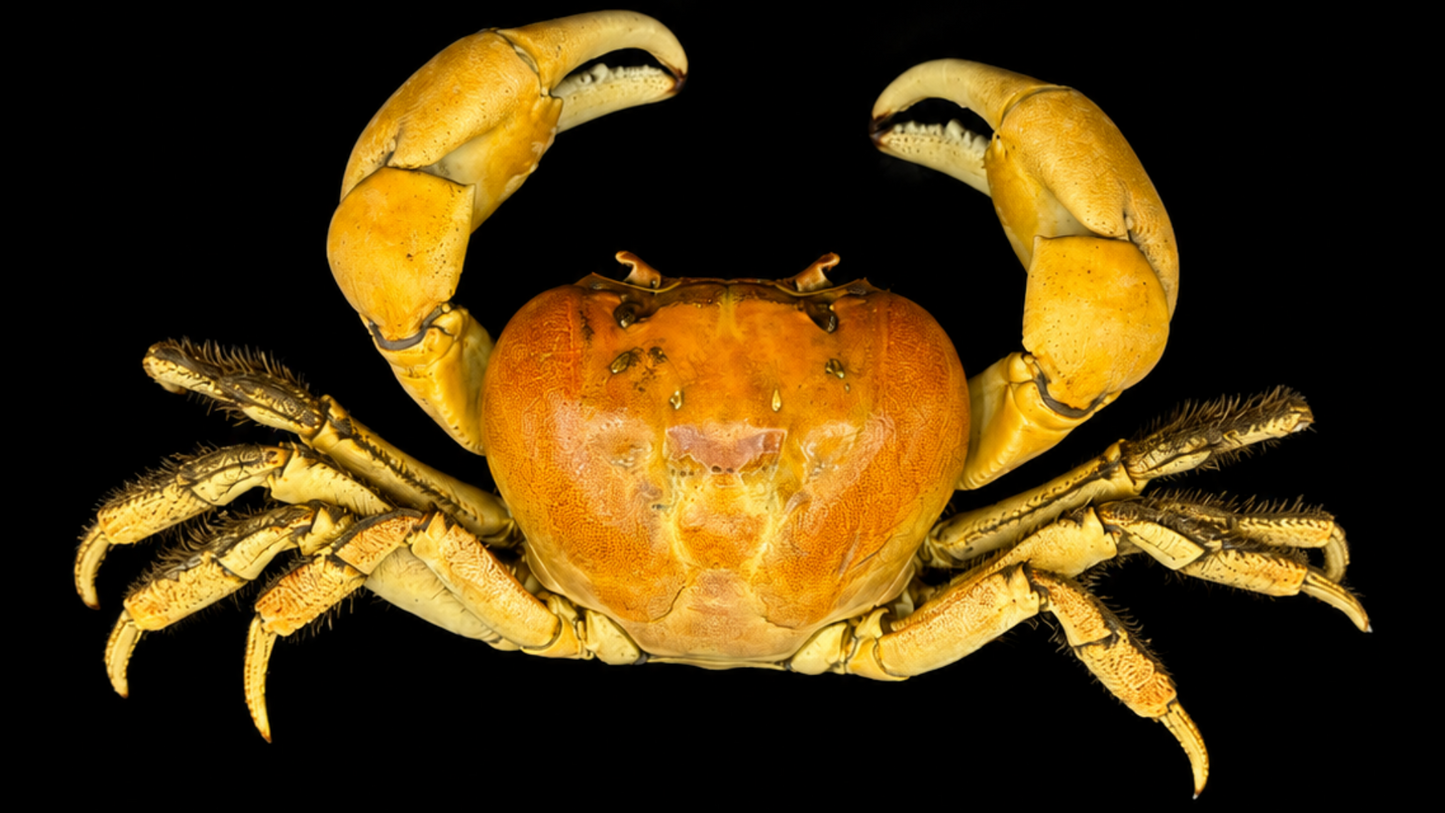 Land Crab (Johngarthia lagostoma / Gecarcinus lagostoma) | Preserved Crab Specimen | Real Terrestrial Crab