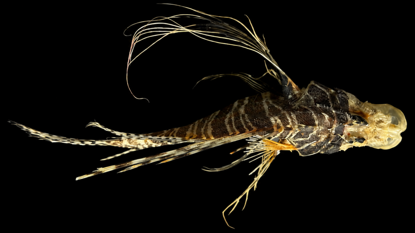 Lionfish (Pterois volitans) | Preserved Fish Specimen | Real Red Lionfish