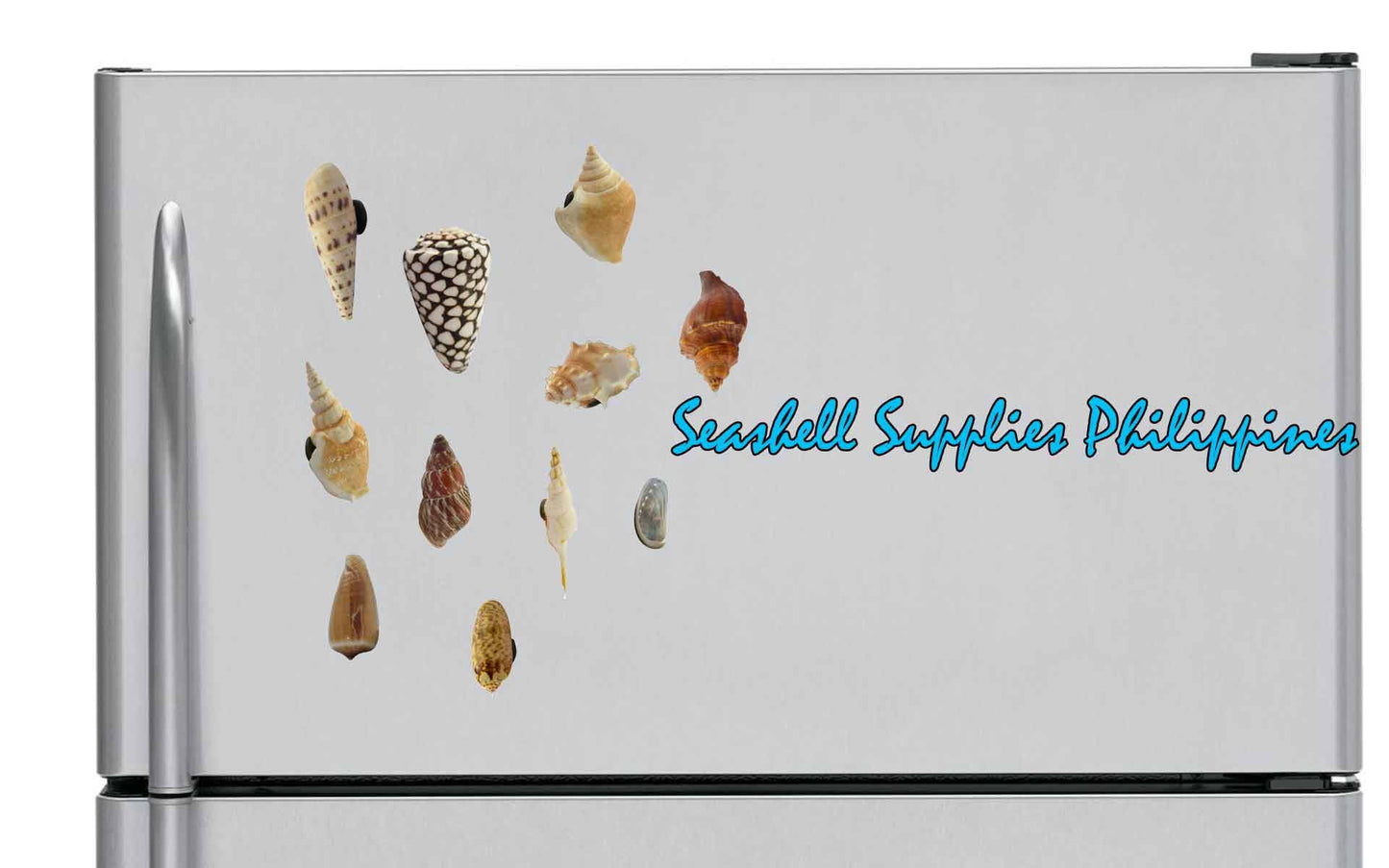 Shell Ref Magnets | Abalone Long Donkey's Ear Abalone