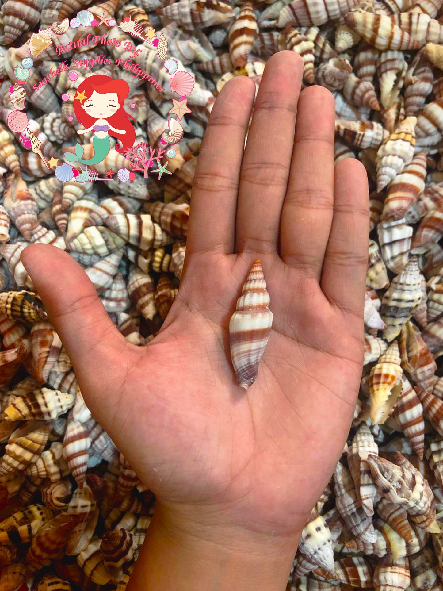 Mitra Rogussom Red Plaited Mitre Seashells | Seashells | Sea shells
