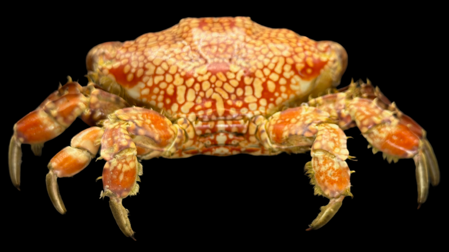 Mosaic Reef Crab (Lophozozymus pictor) | Preserved Crab Specimen | Real Marine Crab
