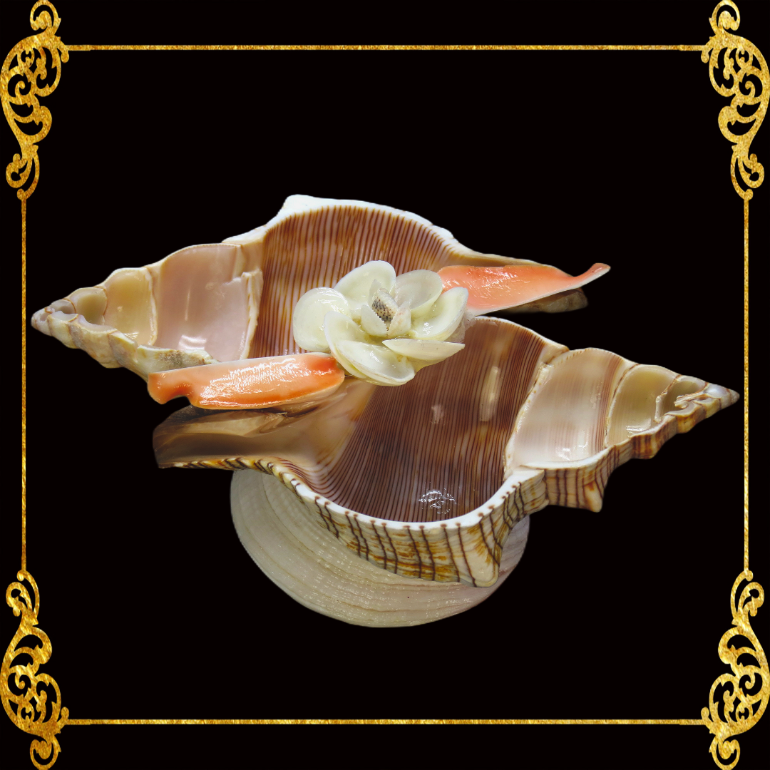 Succulents Pot | Indoor Flower Plant Potter | Real Seashell | 2 Fasciolara | Caycay