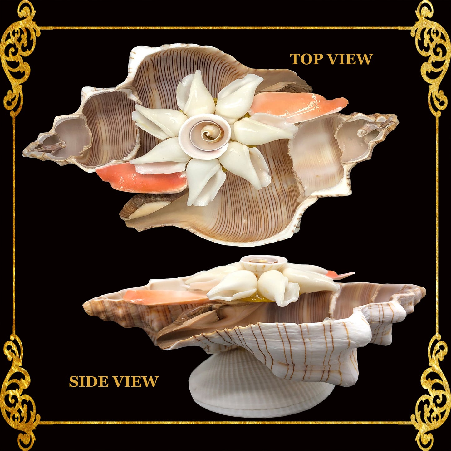 Fasciolara Shell | Floral Soap Dish & Trinket Tray | 2 Disc