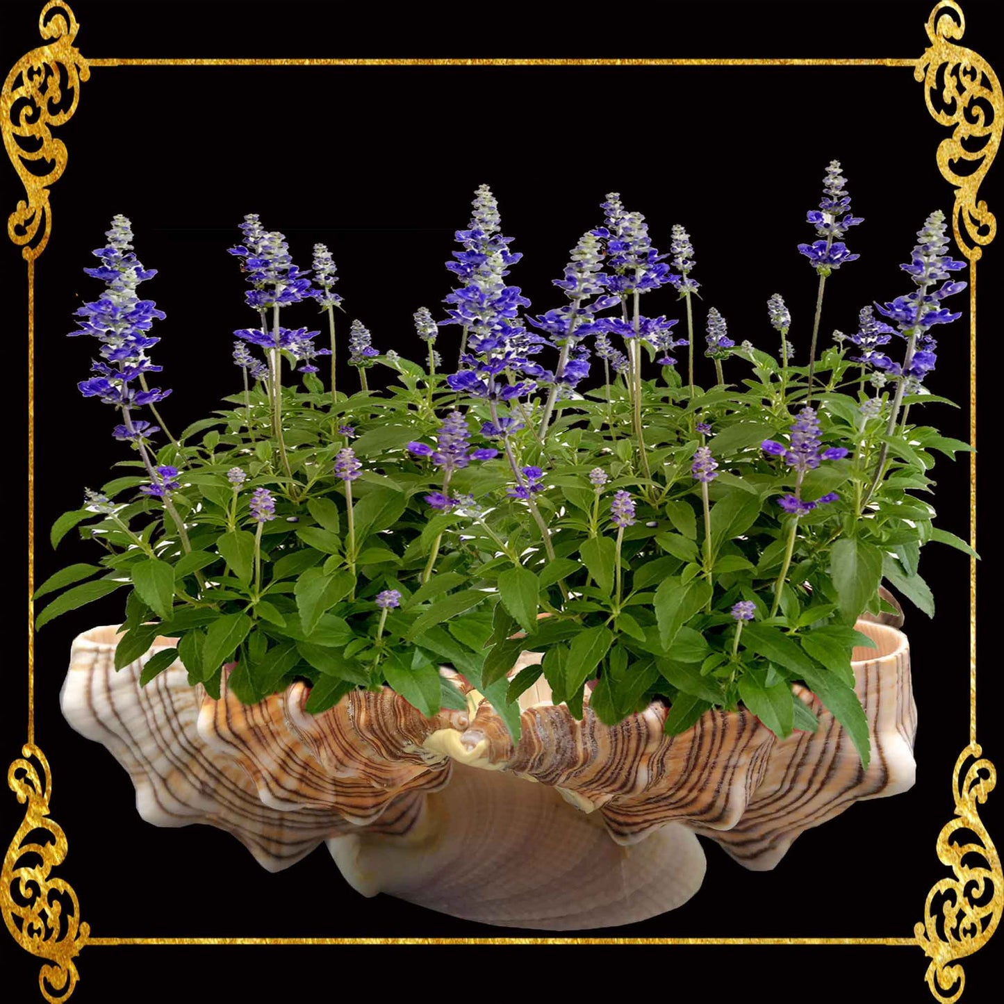 Fasciolara Shell | Floral Soap Dish & Trinket Tray