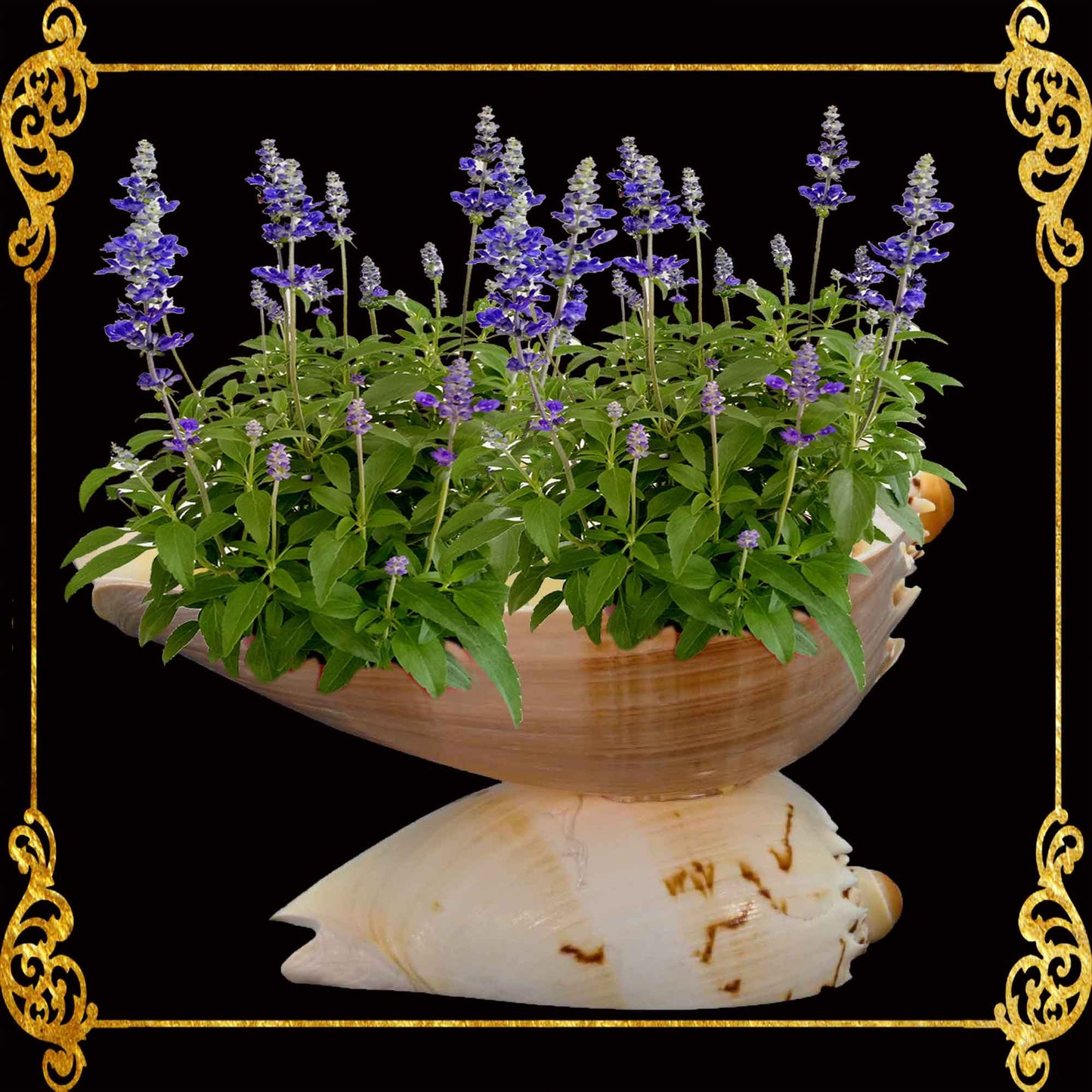 Melo Shell | Natural Multi-Use Bowl & Soap Dish