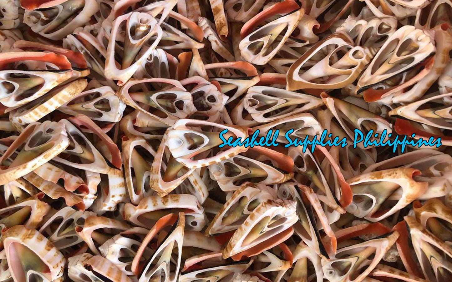 Cut Seashells | Red Lips | Strawberry Conch Shells