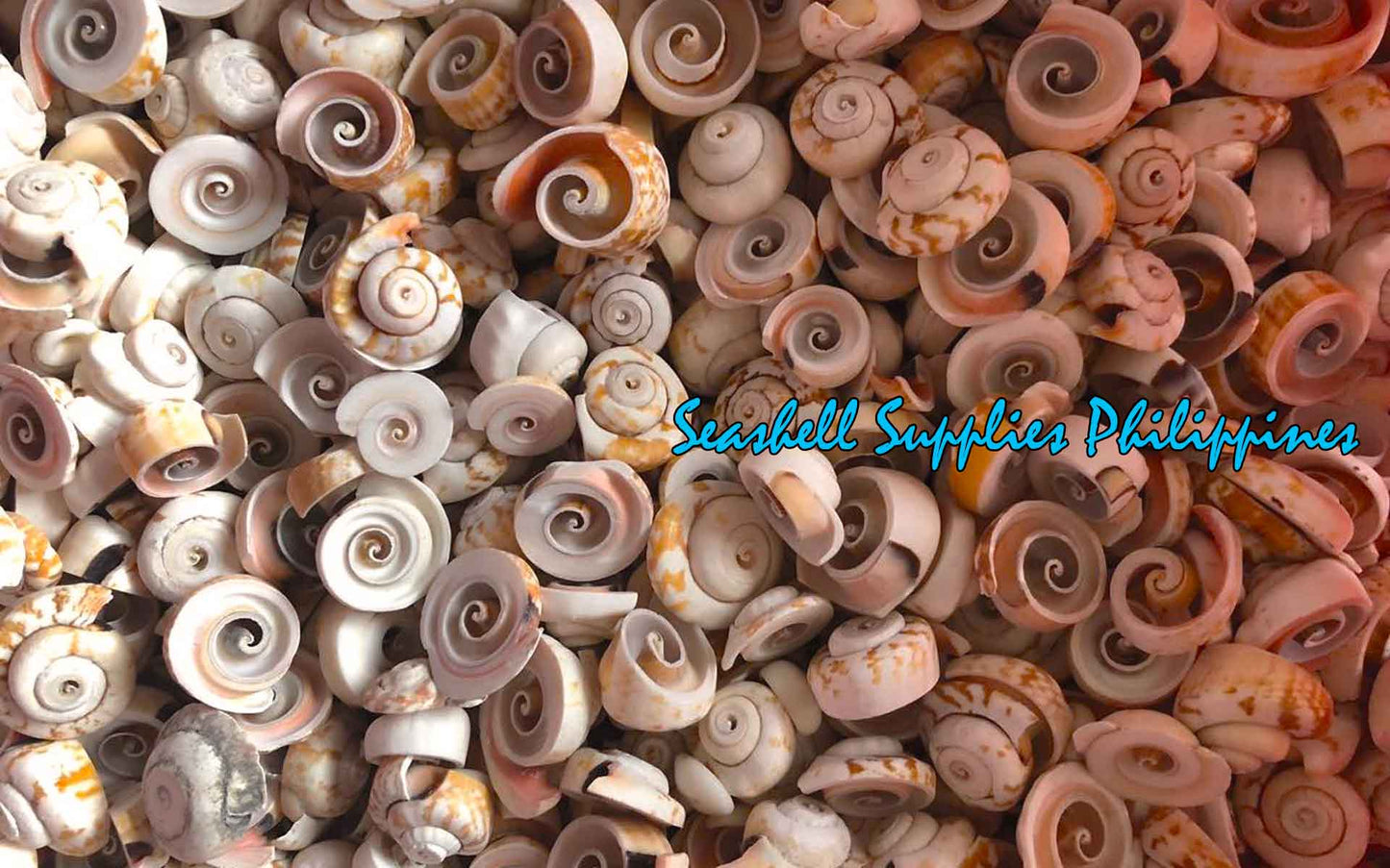 Cut Seashells | Red Lips | Head