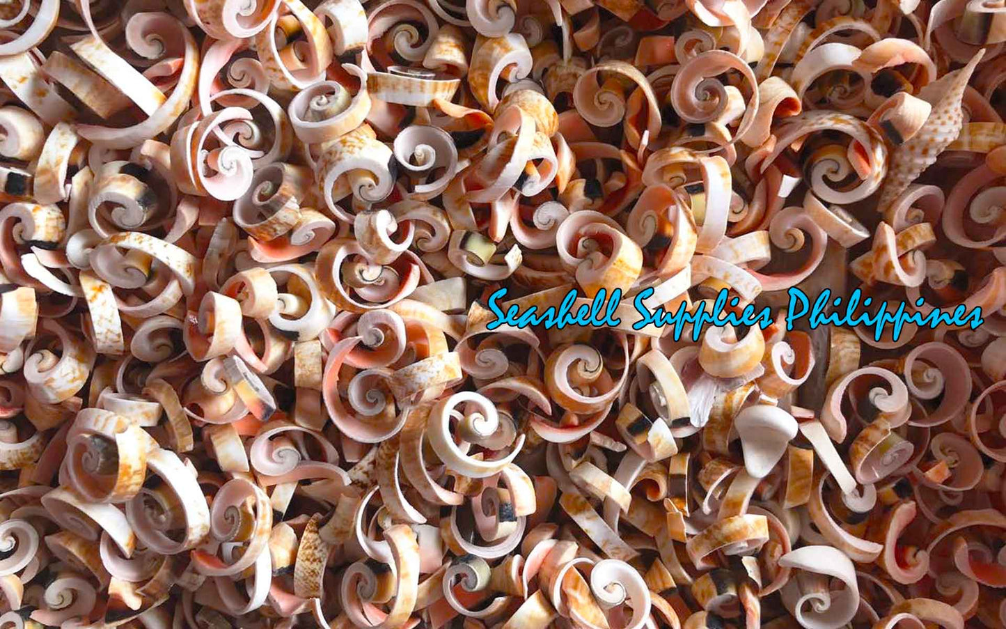 Cut Seashells | Red Lips | Scroll | Strawberry Conch