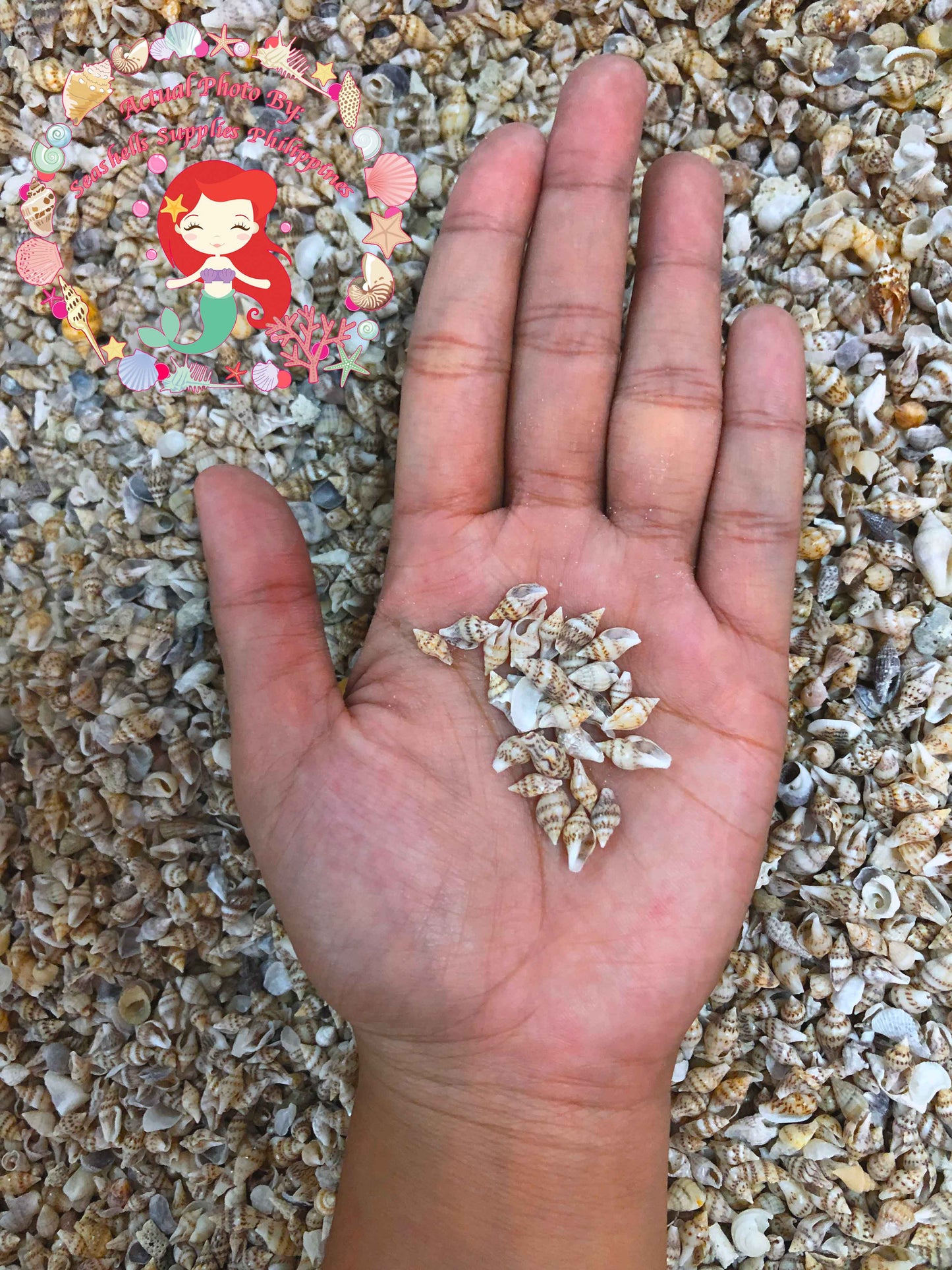 Palay | Dotted Dove Shell | Columbella Mercatoria (Gurisan)