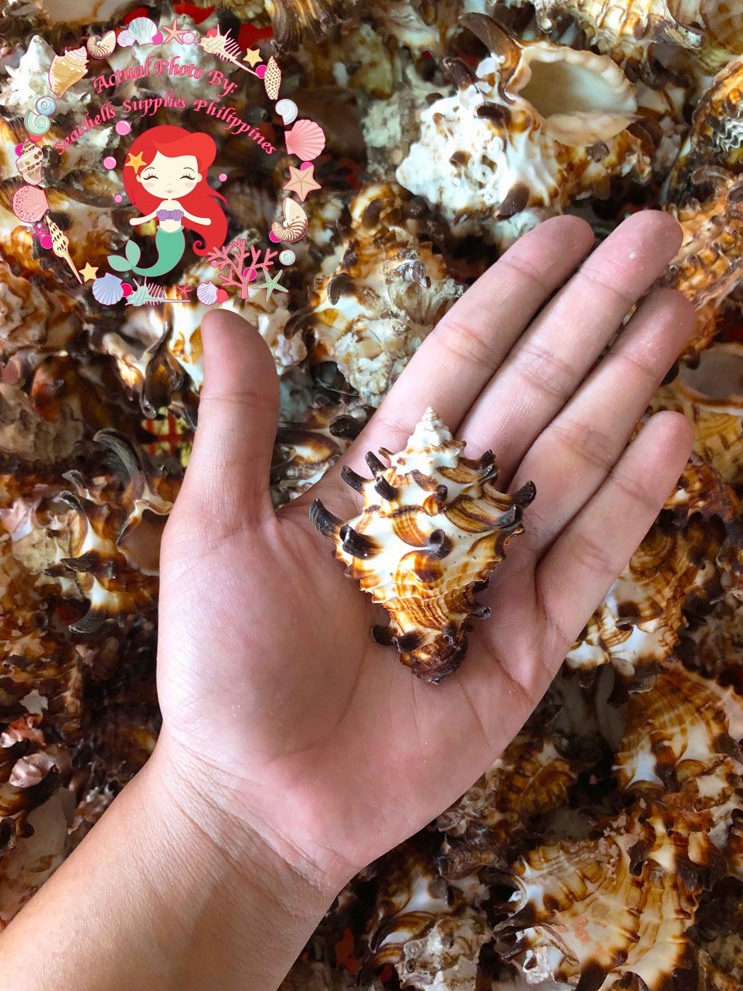Vasum Tubiferum | Vase Shells | 1.5 - 4 Inches