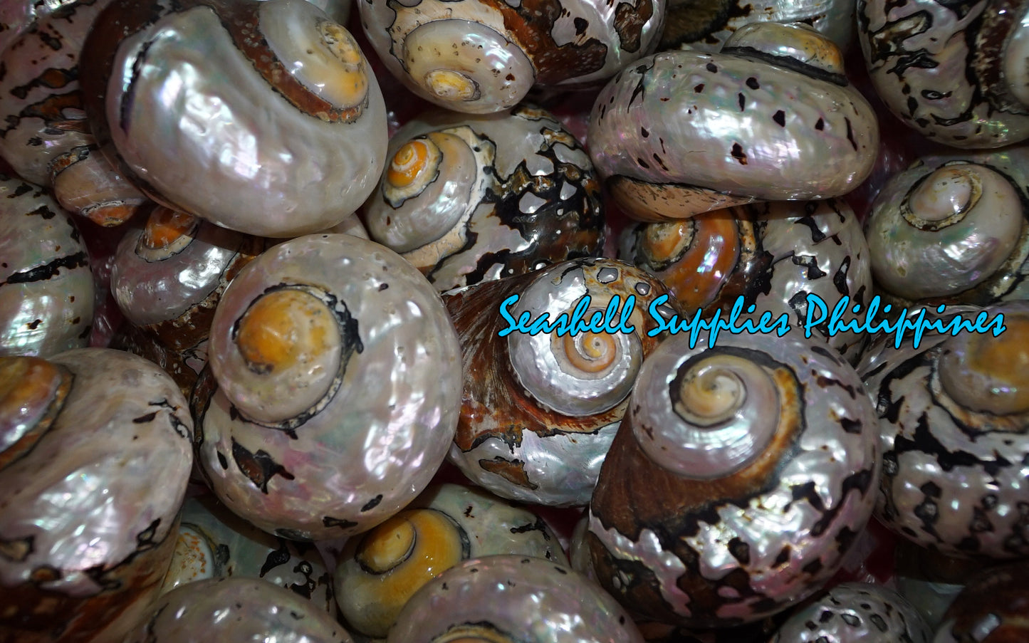 Samarticus Pearlized | South African Turban | Polished | 1 - 3.9 Inches