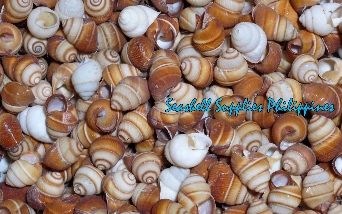 Brown Land Snail | Sowerby | 1 - 2 Inches