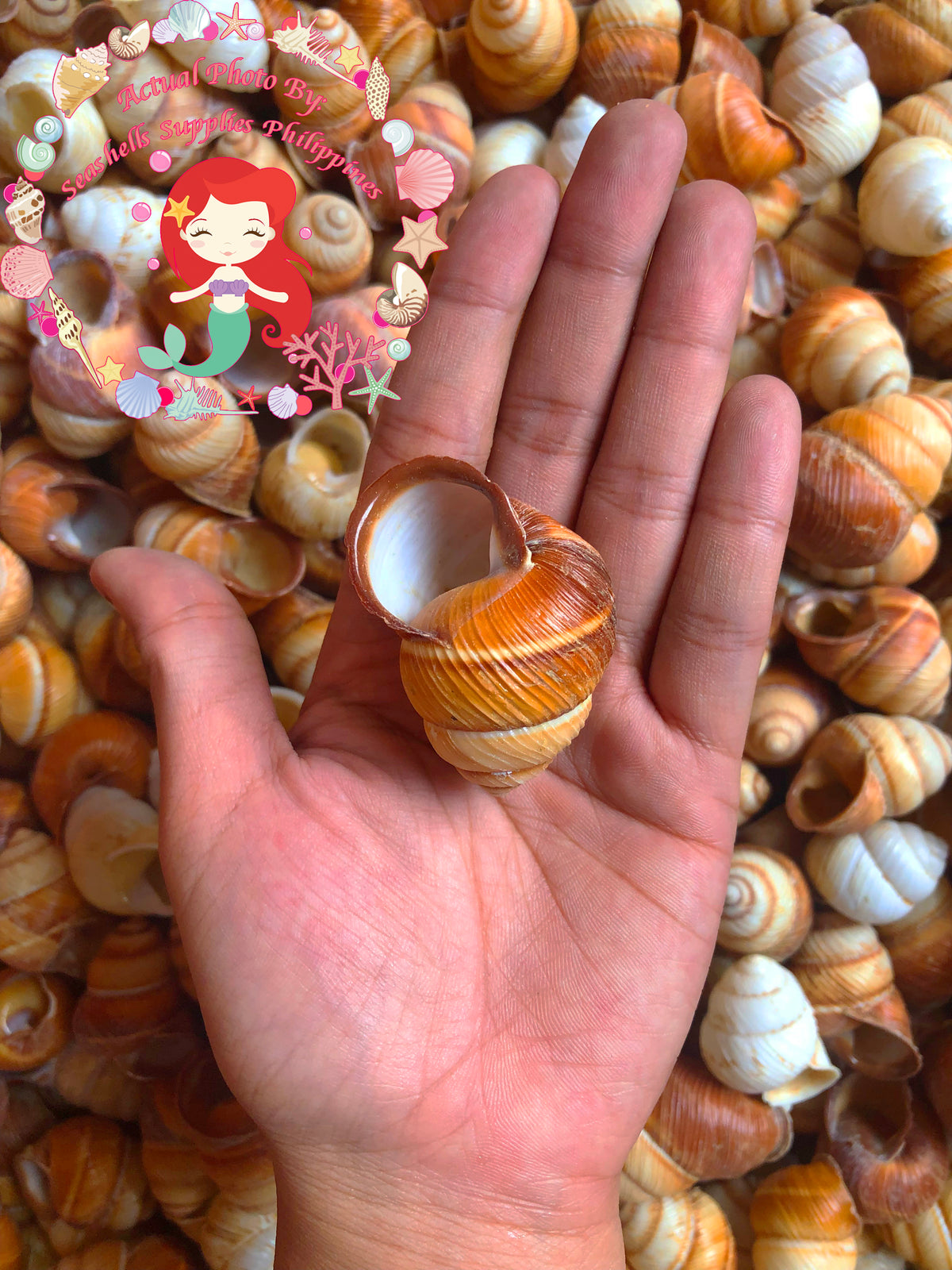 Brown Land Snail | Sowerby | 1 - 2 Inches