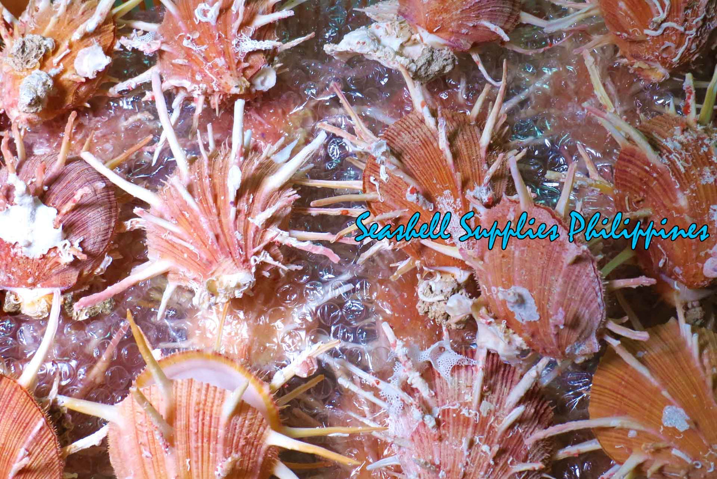 Spondylus Regius | Spiny Oyster | 4 - 4.9 Inches