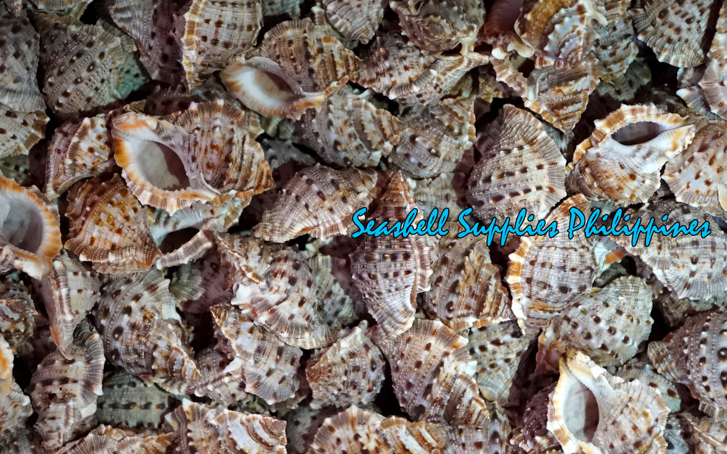 Bursa Rubeta | Tutufa Rubeta | 1 - 1.5 Inches