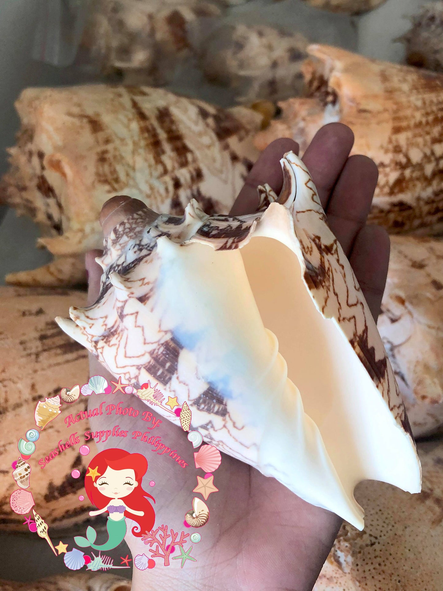 Voluta Imperiales | Cymbiola Imperialis | 9 - 10 Inches | Extra Large