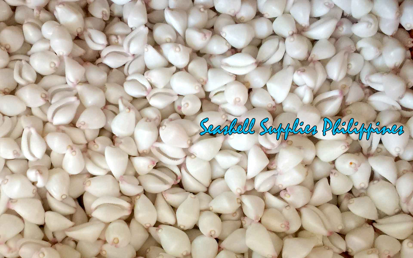 Calpurnus | Umbilical Ovula | 1 - 1.5 Inches