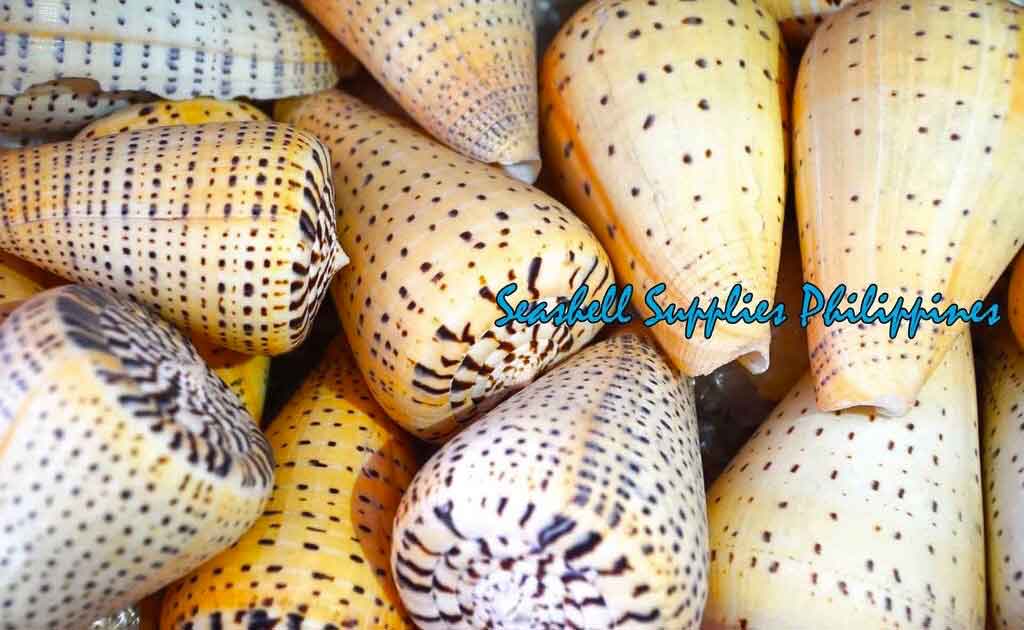 Conus Betulinus | Beech Cone | 1 - 4.5 Inches