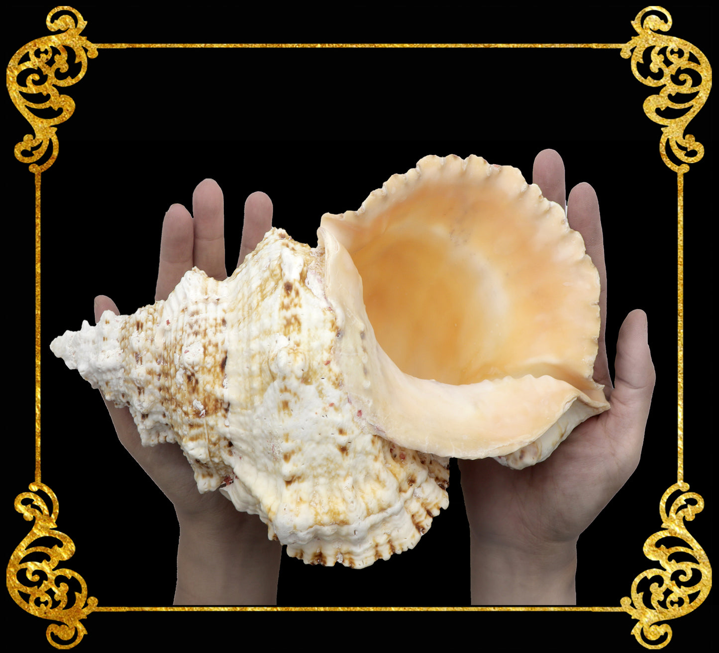 Bursa Bobo | Giant Frog Shell | 8 - 11 Inches | Extra Large