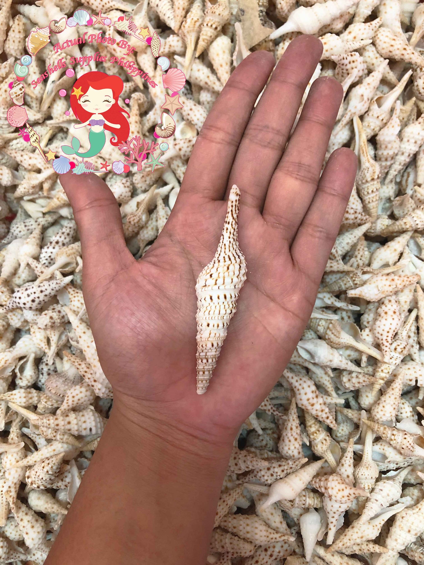 Tulip Shell | Indian Tulip Shell | Fusinus Nicobaricus | 1 - 3.5 inches