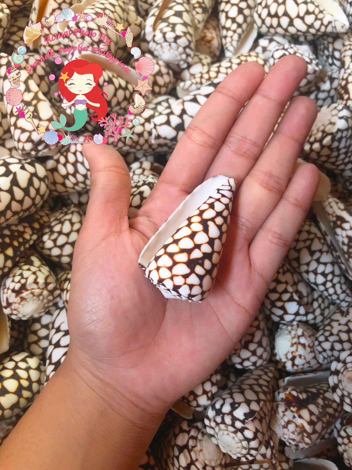 Conus Marmoreous | Marbled Cone | 2 - 3.5 Inches