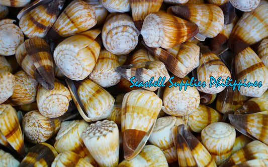 Conus Miles | Soldier Cone | 1.5 - 3 Inches