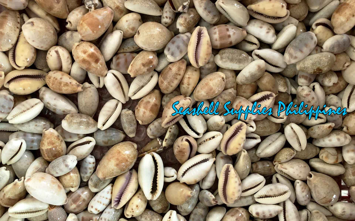 Cyprea Albuginosa | Walker's Cowrie | Samar | 1.5 - 3 Inches