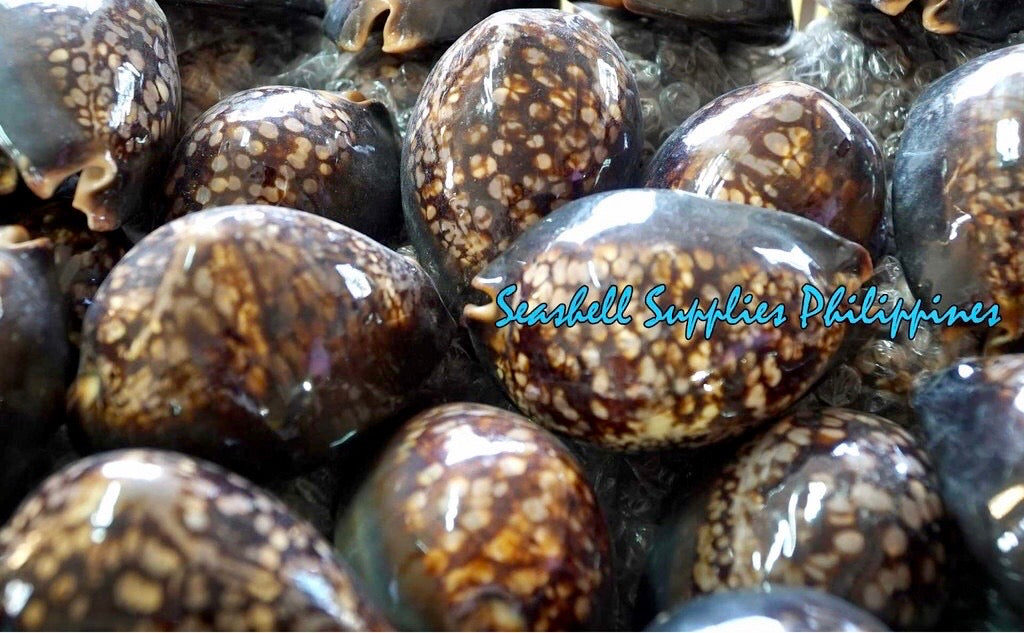 Cyprea Mauritiana | Humpback Cowrie | 2 - 4 Inches