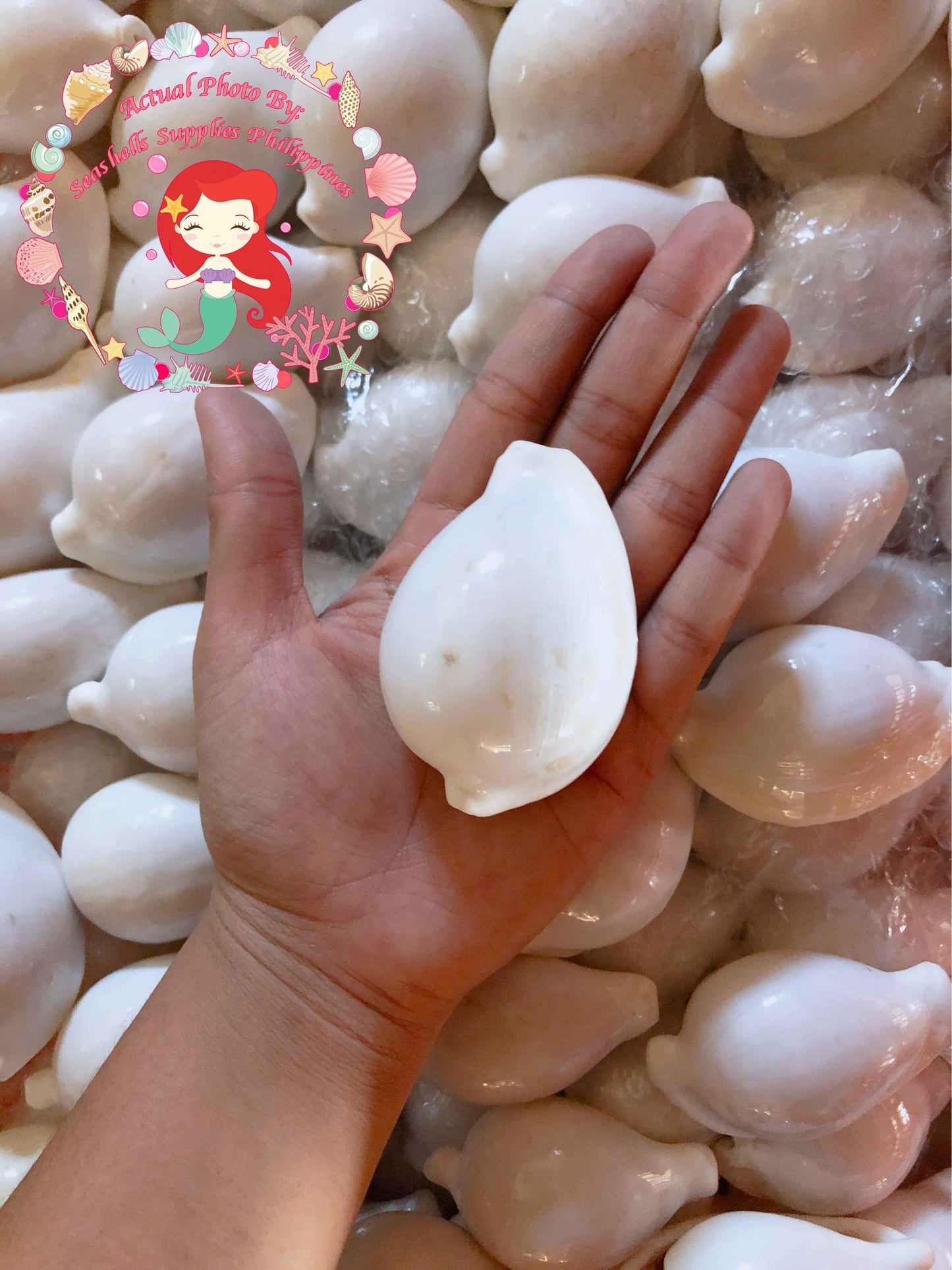 Egg Shell | Common Egg Cowrie | 2 - 4 Inches