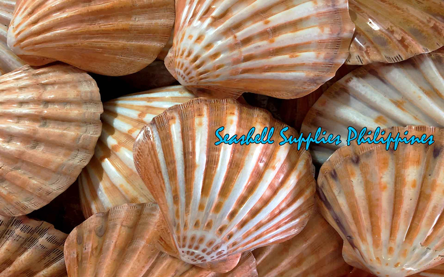 Lions Paw | Lyropecten Nodosa | Polished | 4 - 6 Inches | Large