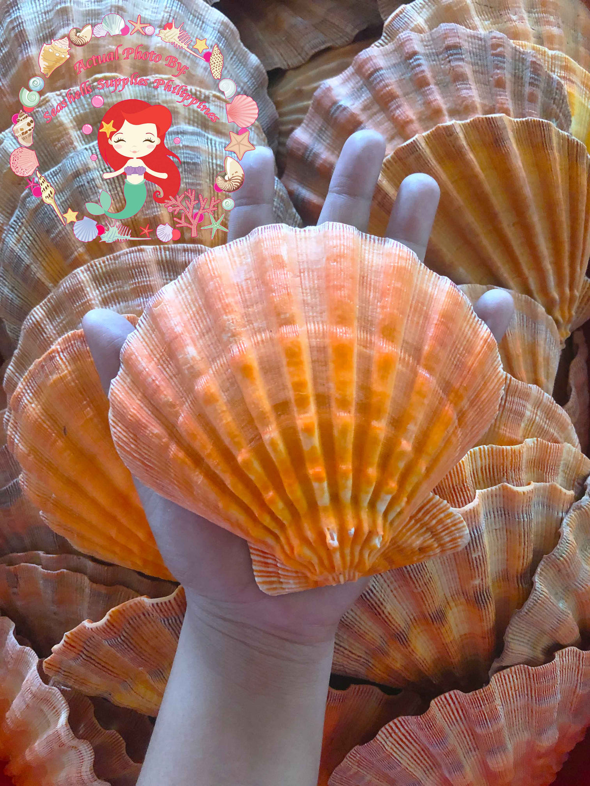 Lions Paw | Lyropecten Nodosus | Natural | 4 - 6 Inches | Large