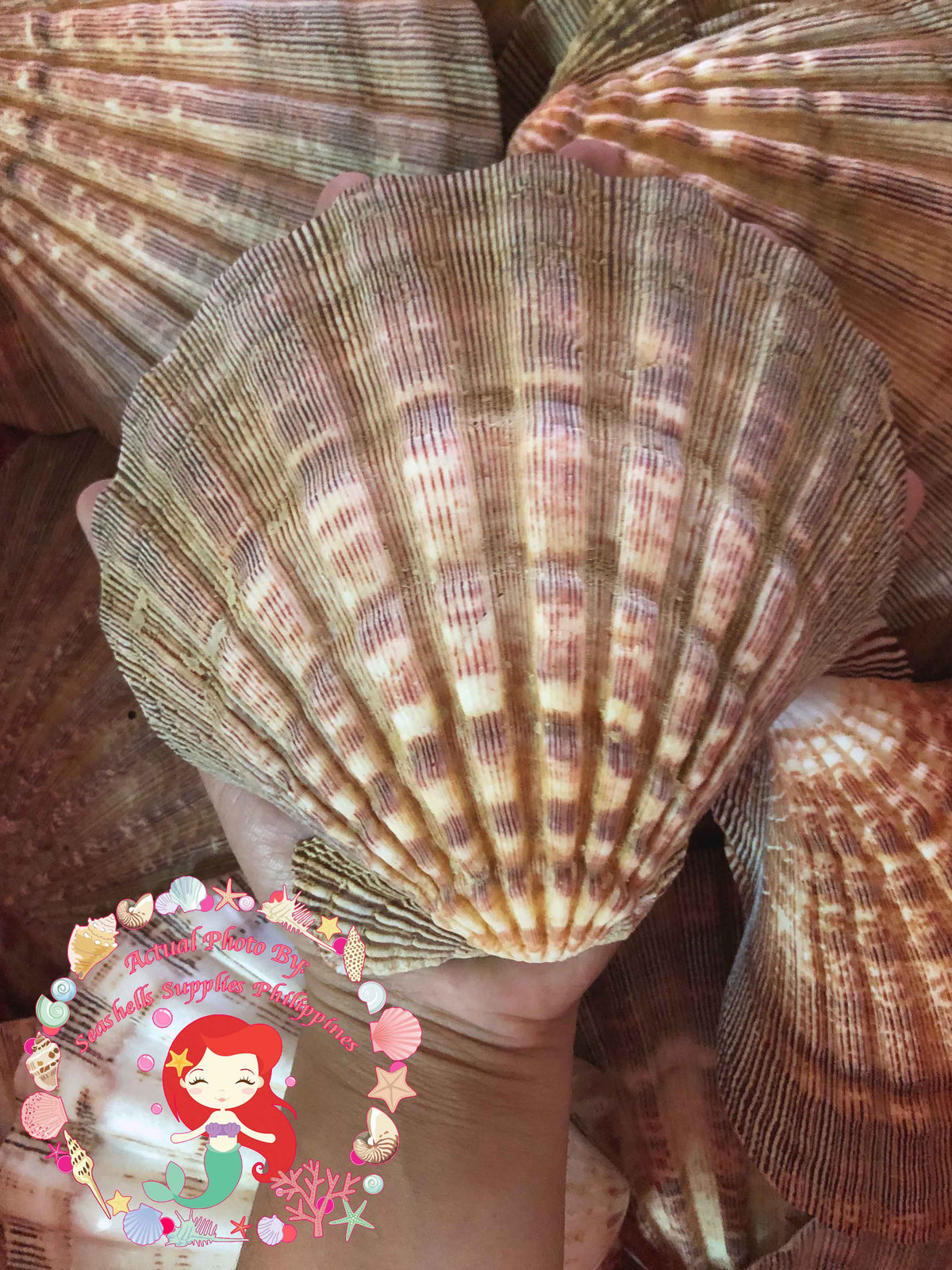 Lions Paw | Lyropecten Nodosus | Brown | 4 - 6 Inches | Large