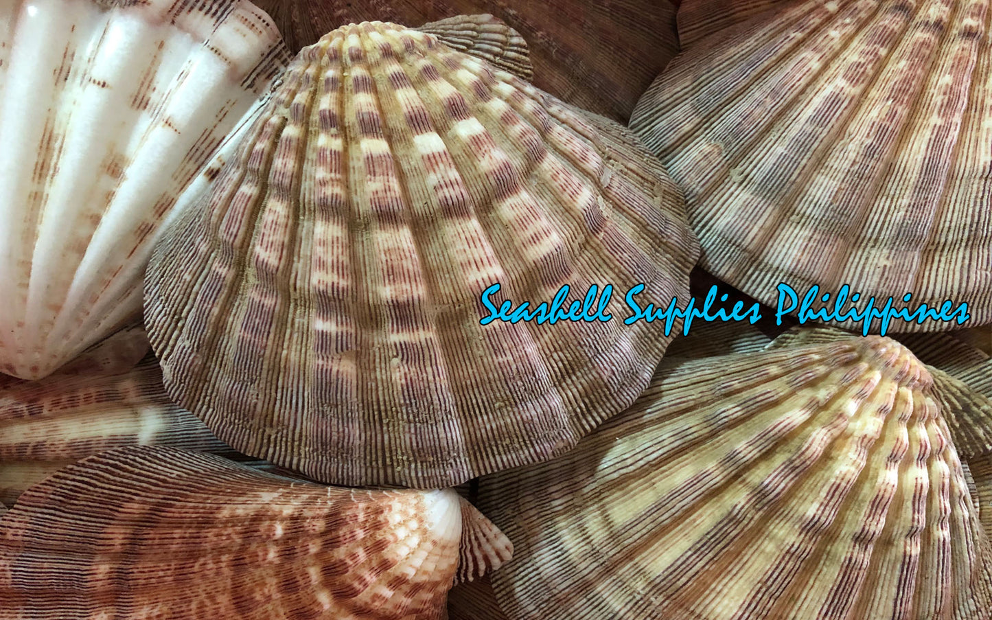 Lions Paw | Lyropecten Nodosus | Brown | 4 - 6 Inches | Large