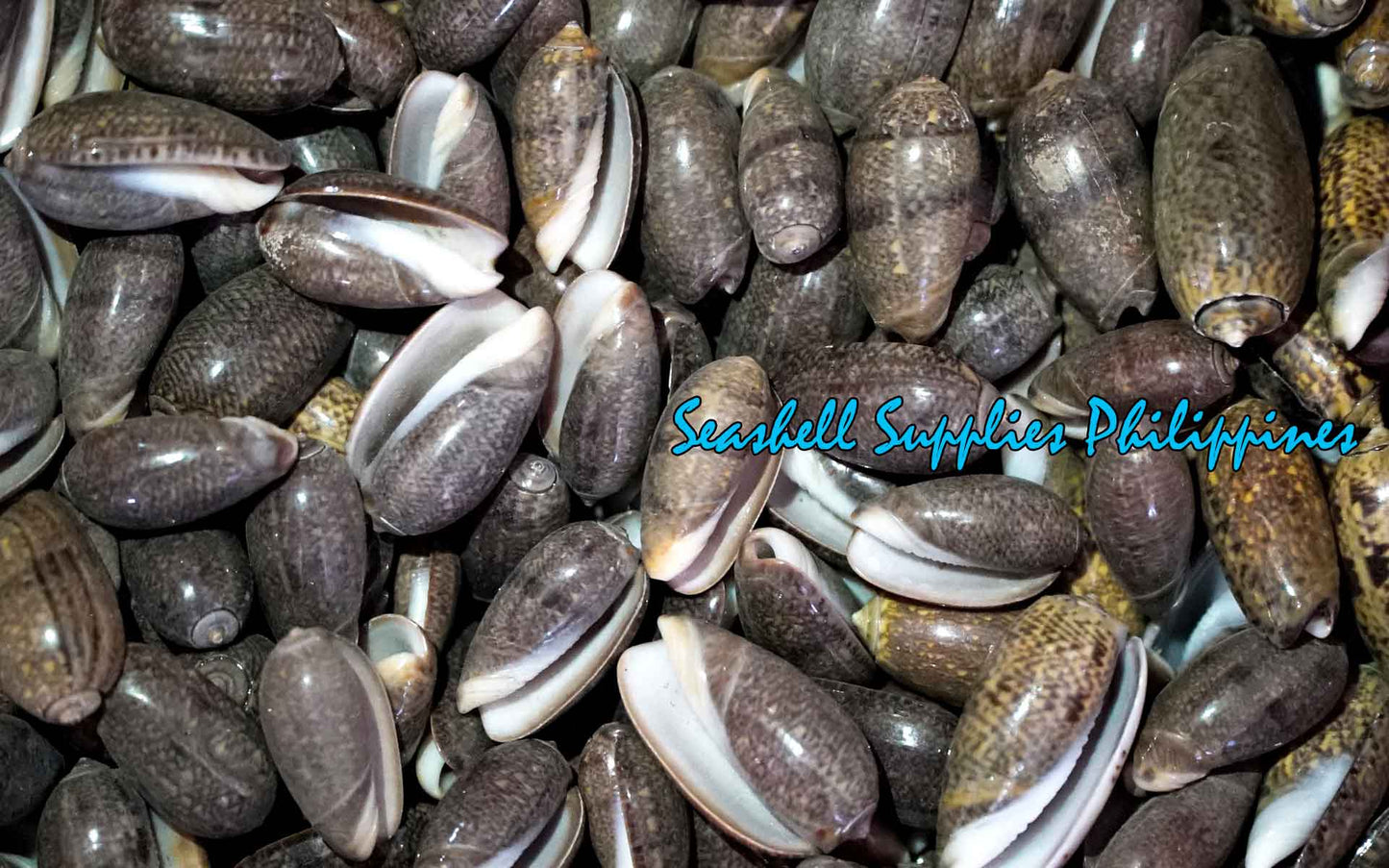 Olive Grayish Dark | Oliva Funebralis | 1 - 2 Inches