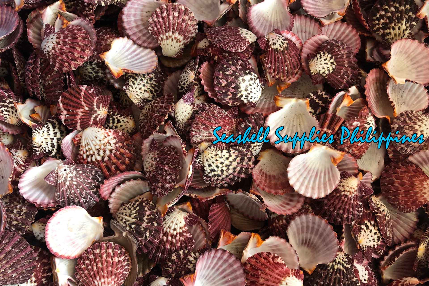 Pecten Pallium | Gloripalium Palium | 1.5 - 2 Inches | Per Piece