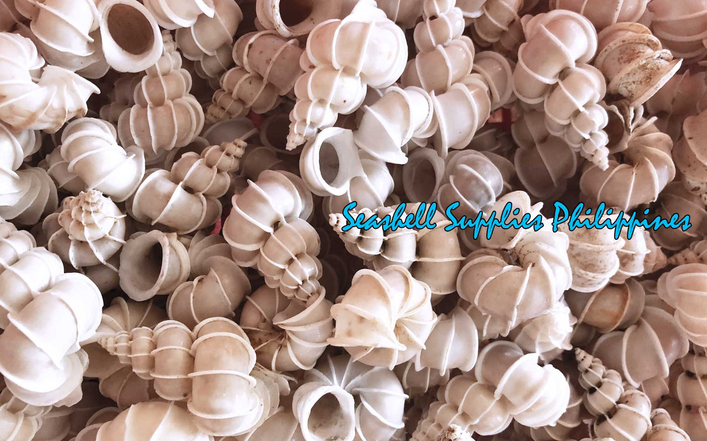 Precious Wentletrap | Epitonium Scalare | 1 - 2 Inches