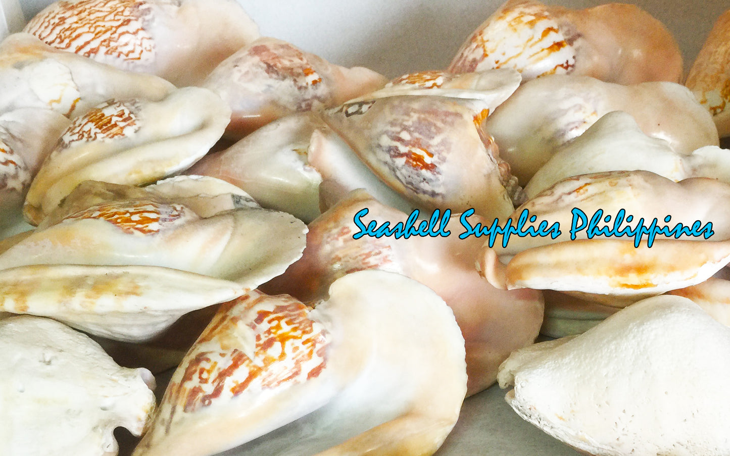 Sinustrombus Latissimus | 6 - 8 Inches | Large