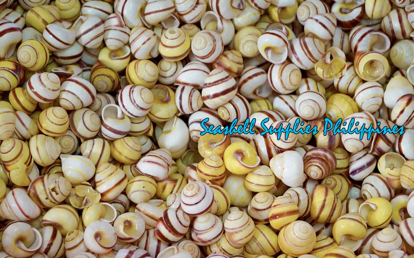 Snail| Yellow Stripe Round | Helicostyla Annulata | 0.5 Inch