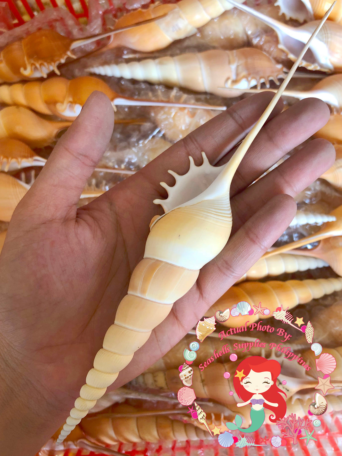 Tibia Fusus | Shinbone Tibia | Tibia Fusus | 3 - 9 Inches | Large